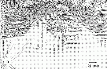PIV Image of the mixed layer generated by impinging rain drops
