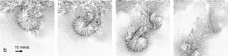 Series of PIV velocity fields of an impinging dyed rain drop